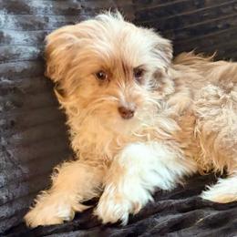 Elsa - Red merle female Aussiedoodle puppy in Castalia, Iowa from K&K Kennels