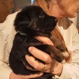 Girl 3 teal collar - Black and tan female German Shepherd puppy in Nye, Montana from Duke AKC Shepherds