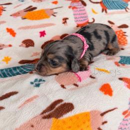 Bonnie - Dapple female Dachshund puppy in Molino, Florida from Dooney's Dachshunds