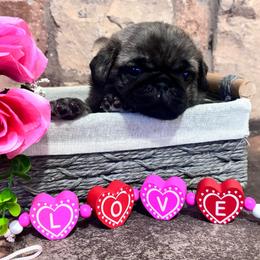 Green collar - Brindle male Pug puppy in Tucson, Arizona from Furever Friends