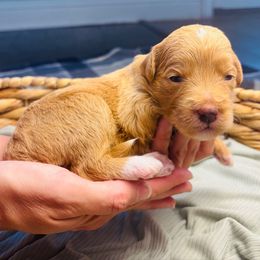 Apricot - Apricot female Aussiedoodle puppy in Fate, Texas from Dandy Lane Poodles & Doodles