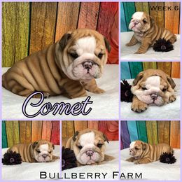 Bulldog Puppies from Bullberry Farm