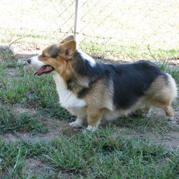 Kahn - Pembroke Welsh Corgi