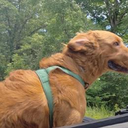 Goldendoodles from Todd Family Homestead