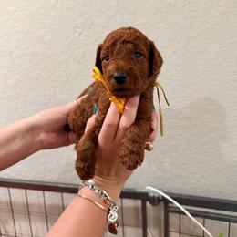 Yellow - Red  female Goldendoodle puppy in Pearland, Texas from Double Shot Boykins