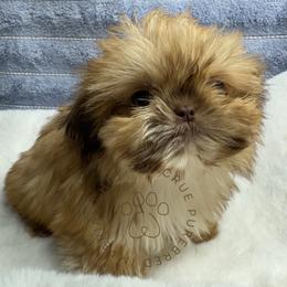 Ash - Liver male Shih Tzu puppy in Tehachapi, California from Shih Tzu Crue