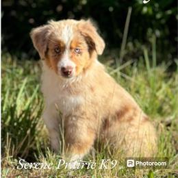 Miniature American Shepherd and Miniature Australian Shepherd Puppies from ShawnMarie Davis