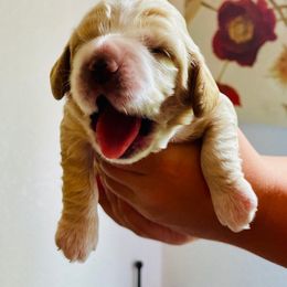 Cocker Spaniel Puppies from Cocker Spaniels