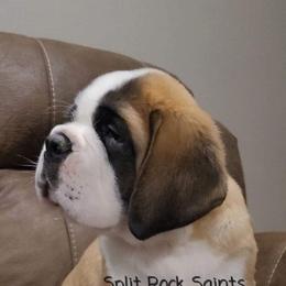Saint Bernard Puppies from Split Rock Saints