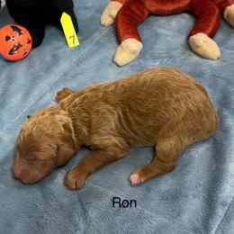 Ron - Red  male Goldendoodle puppy in Golden, Colorado from Golden Mesa Doodles