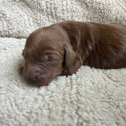 Rudy - Red male Labradoodle puppy in Lowville, New York from Adirondack Labradoodles