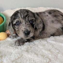 Galaxy 3500 - Dapple female Dachshund puppy in Sonora, Kentucky from Maple Hill Miniature Dachshunds