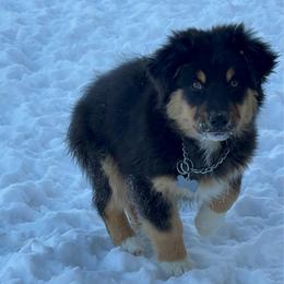 Leo - Black tri-color male Australian Shepherd puppy in Lubbock, Texas from REKN’ Kennel Aussies