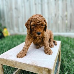 Goldendoodle Puppies from Sweet T Doodles