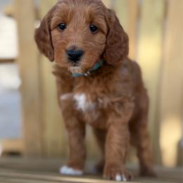 Quincy - Red  male Goldendoodle puppy in Zeeland, Michigan from Dandelion Lane Doodles