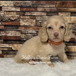 Cream Male Longhair Orange Collar - Cream male Dachshund puppy in Cleveland, Tennessee from Kelly's Doxie Farm