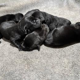 Gillie - Black female Labrador Retriever puppy in Mount Olive, Mississippi from 3 King Kennels