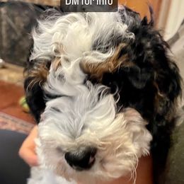 Bernedoodle Puppies from Hilary’s Doodle Ranch