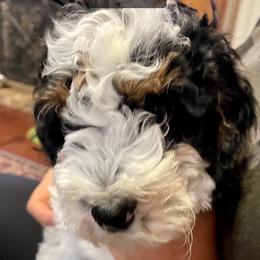 Bernedoodle Puppies from Hilary’s Doodle Ranch