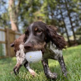 English Springer Spaniel All Grown Up from Eagle Trail Kennels