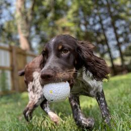 English Springer Spaniel All Grown Up from Eagle Trail Kennels