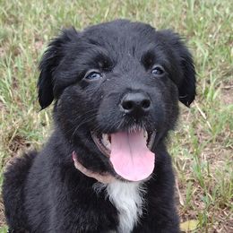 Girl 3 - Miniature Australian Shepherd puppy from Central Florida Shepherds