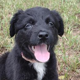 Girl 3 - Miniature Australian Shepherd puppy from Central Florida Shepherds