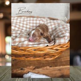 Broadway - Red  male Goldendoodle puppy in New Harmony, Indiana from Cottonwood Farms