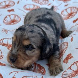 Sterling - Dapple male Dachshund puppy in Salem, Oregon from Longdox Mini Dachshunds