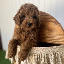 Ruby - Red  female Poodle puppy in Springtown, Texas from North Texas Puppies