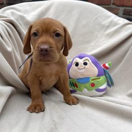 Buzz - Golden rust male Vizsla puppy in Bloomington, Indiana from Envizion