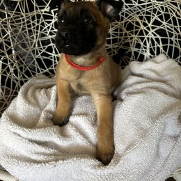 Belgian Malinois Puppies from Care 2 Protect