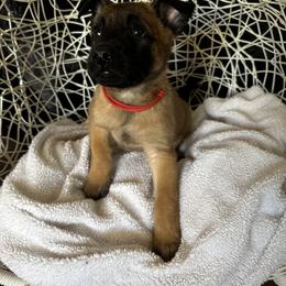 Belgian Malinois Puppies from Care 2 Protect