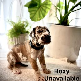 Roxy - Merlequin female Great Dane puppy in Aldie, Virginia from High Point Mountain Danes