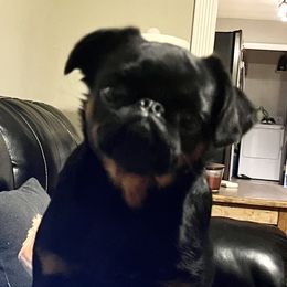 Carol - Brussels Griffon