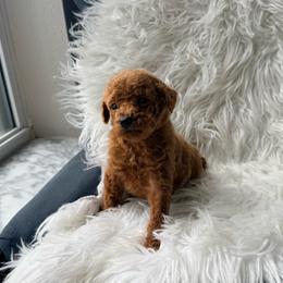 Zuma - Red  female Poodle puppy in Kissimmee, Florida from Poodles Are Mixy