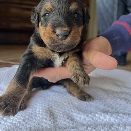 By color - Black and tan male Airedale Terrier puppy in Oxford, Ms, Mississippi from Yocona River Airedale