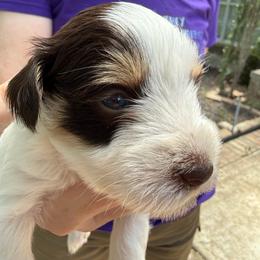Pierre Tri White Choco Tan Parti boy - Parti male Miniature Schnauzer puppy in Temple, Texas from Schnauzers Of Taylor