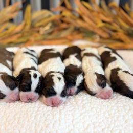 Saint Berdoodle puppies from Darling Farm Doodles
