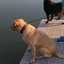 Labrador Retrievers from Labs on Sand kennel