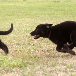 German Shepherd Puppies from Vom Anfang German Shepherds