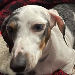 Dachshunds from Moose Andrus