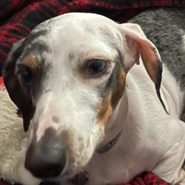 Dachshunds from Moose Andrus