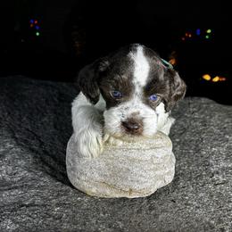 Matthew - Parti male Miniature Schnauzer puppy in Hemet, California from Feshia's Miniature Schnauzers