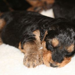 Airedale Terrier and Boxer Puppies from Roc Haven Airedales & Boxers