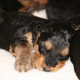 Airedale Terrier and Boxer Puppies from Roc Haven Airedales & Boxers