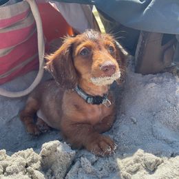 Dachshund Puppies from Golden Creek Farm