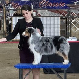 Adele - Australian Shepherd