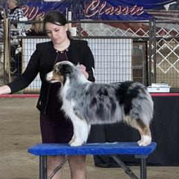 Adele - Australian Shepherd
