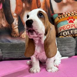 Hoot - Mahogany and white male Basset Hound puppy in Pilot Mtn, North Carolina from Lowdown Love Basset Hounds